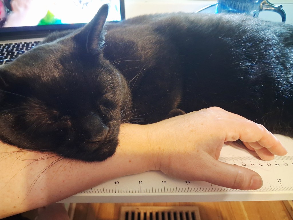 Black cat asleep with his head resting on a hand.